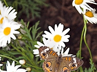 BZ Butterfly 1